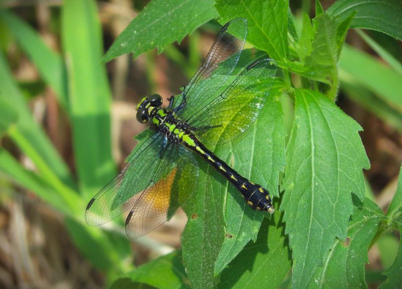 Photo of Pygmy Snaketail