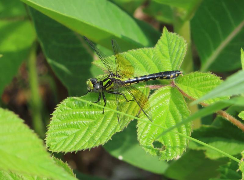 Photo of Pygmy Snaketail