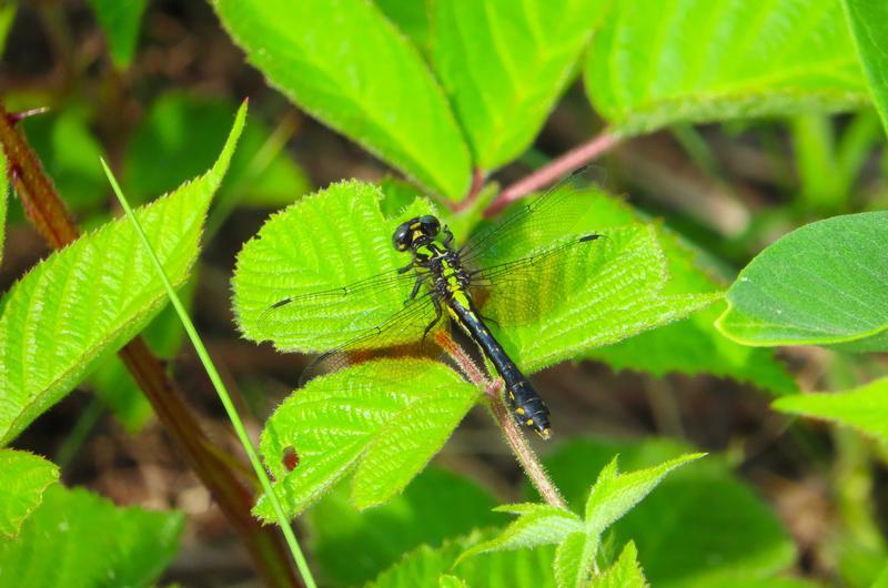 Photo of Pygmy Snaketail