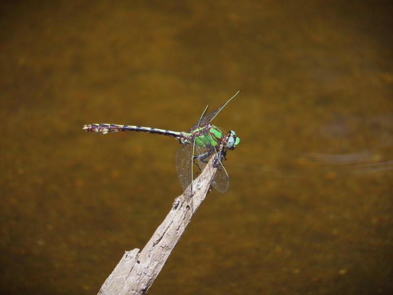 Photo of Rusty Snaketail