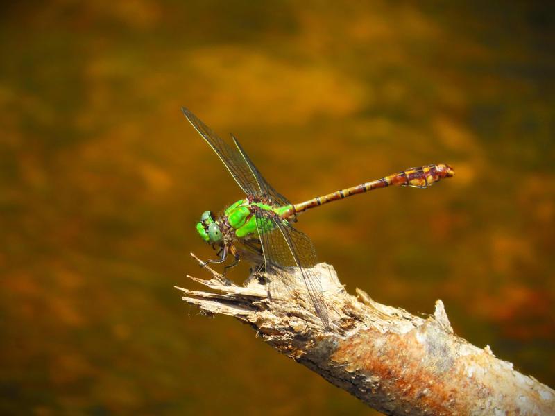 Photo of Rusty Snaketail