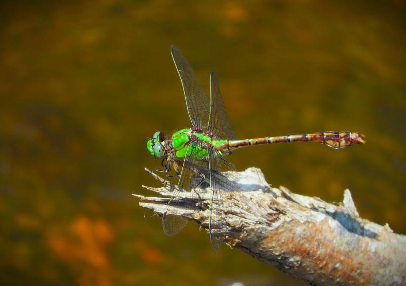 Photo of Rusty Snaketail