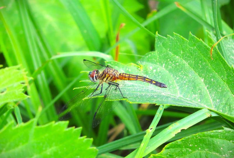 Photo of Blue Dasher