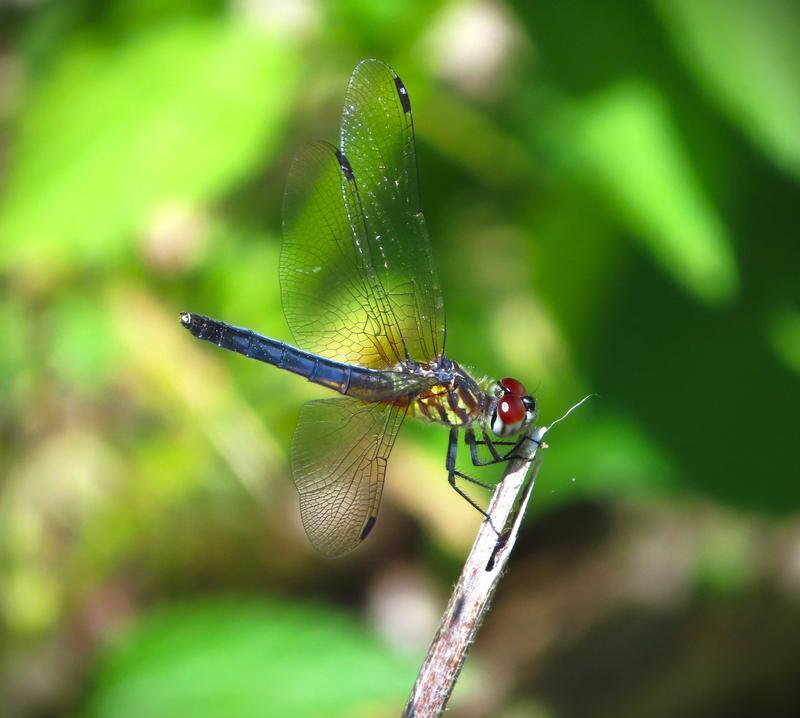 Photo of Blue Dasher