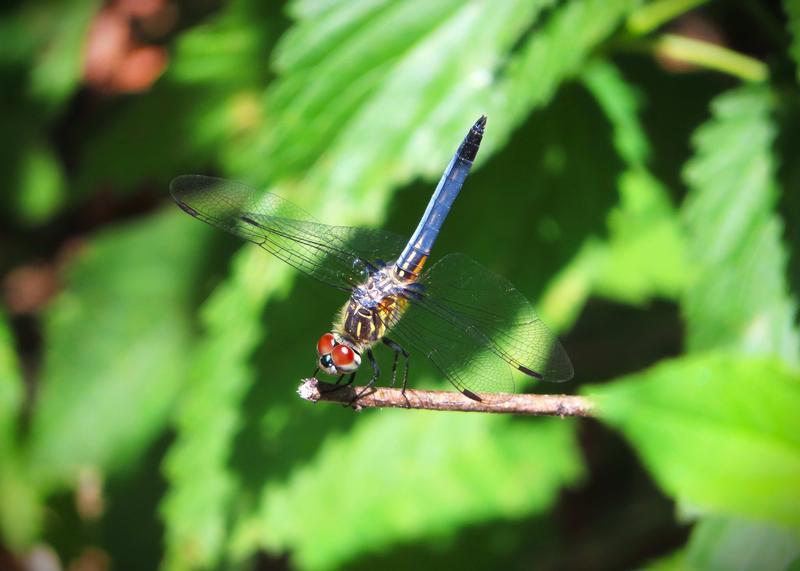 Photo of Blue Dasher