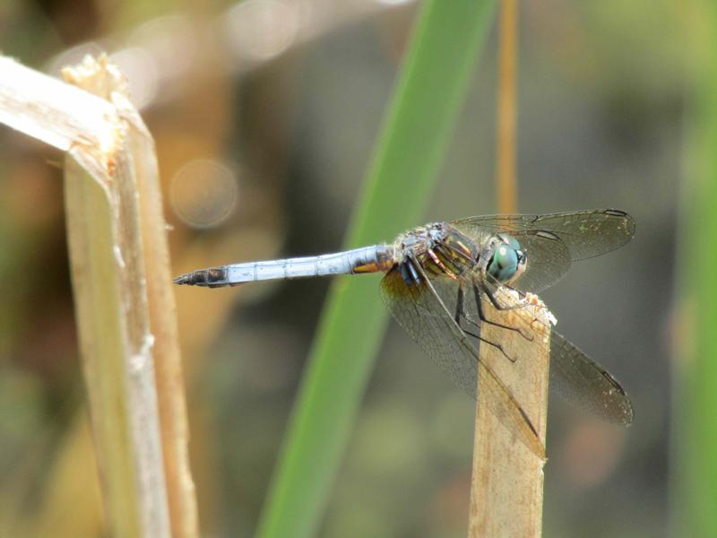 Photo of Blue Dasher