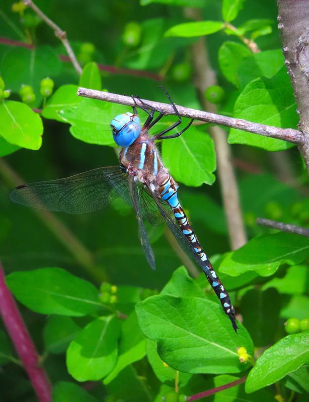 Photo of Blue-eyed Darner