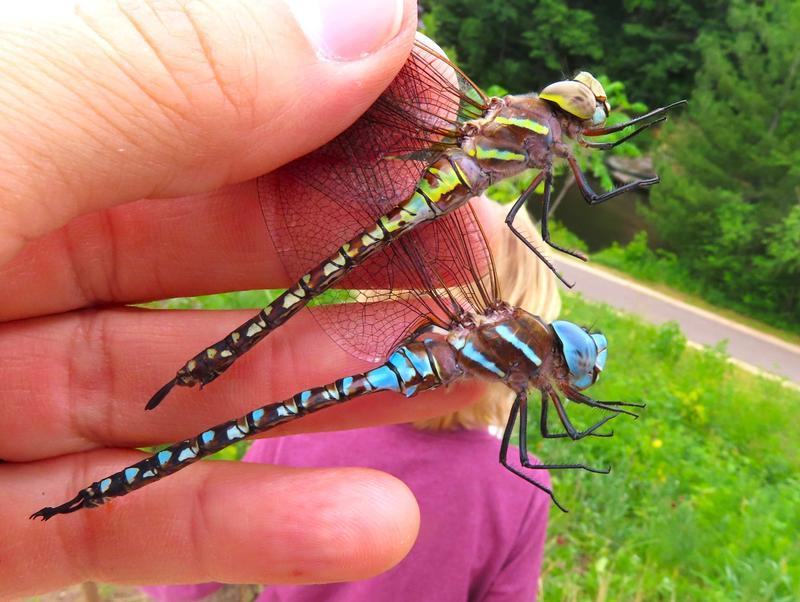 Photo of Blue-eyed Darner