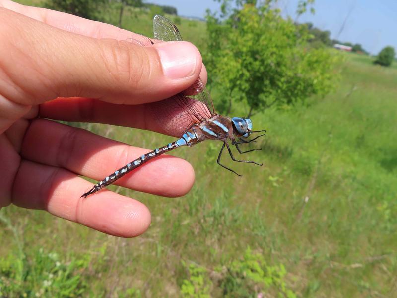 Photo of Blue-eyed Darner