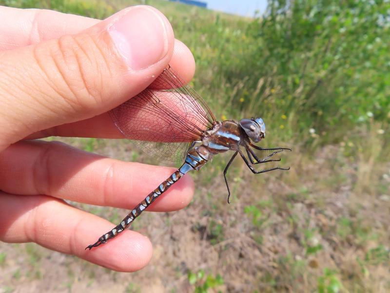 Photo of Blue-eyed Darner