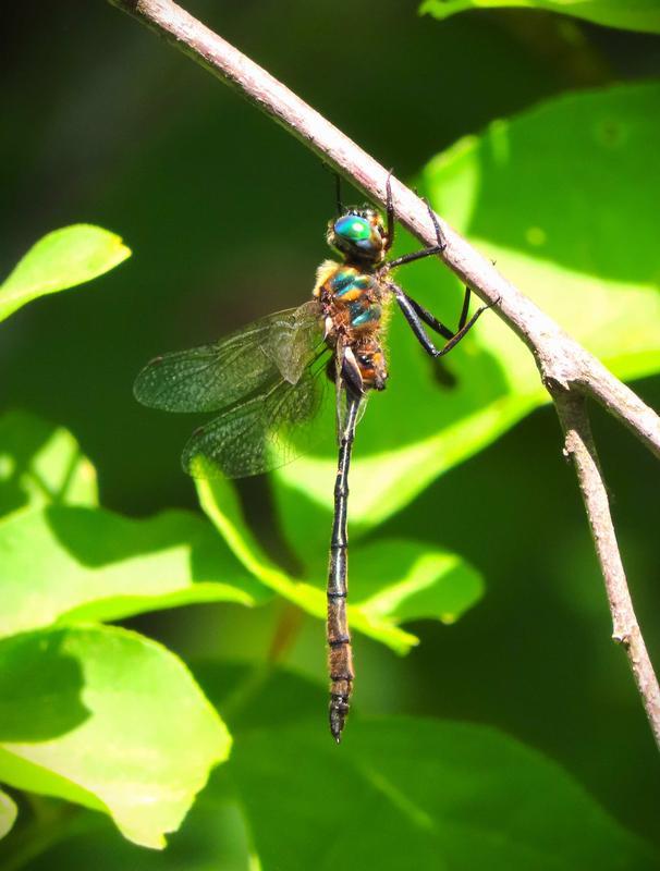 Photo of Delicate Emerald