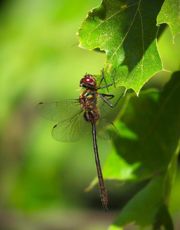 Photo of Delicate Emerald