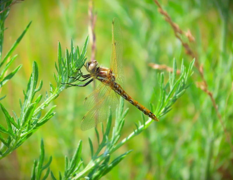 Photo of Variegated Meadowhawk