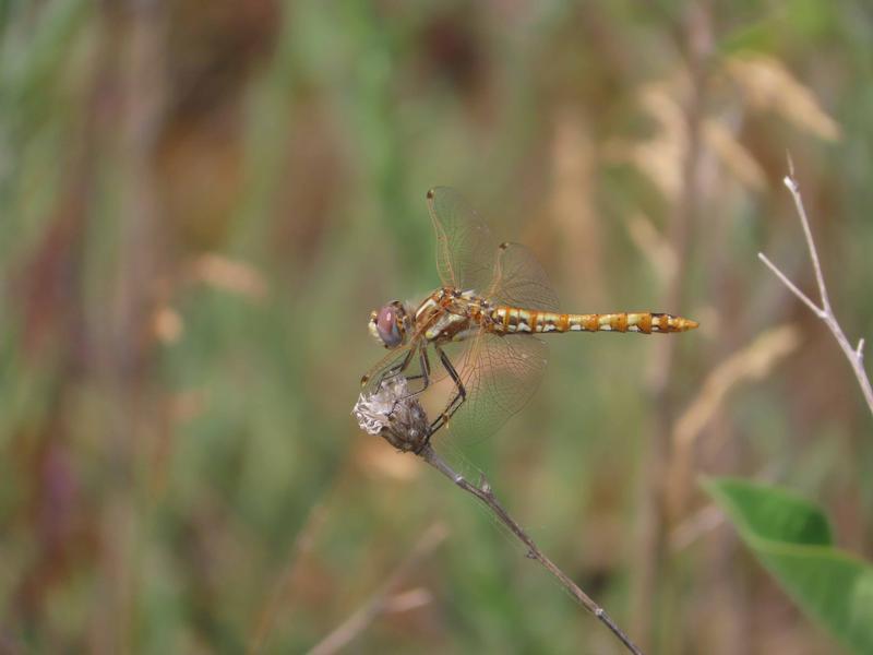 Photo of Variegated Meadowhawk