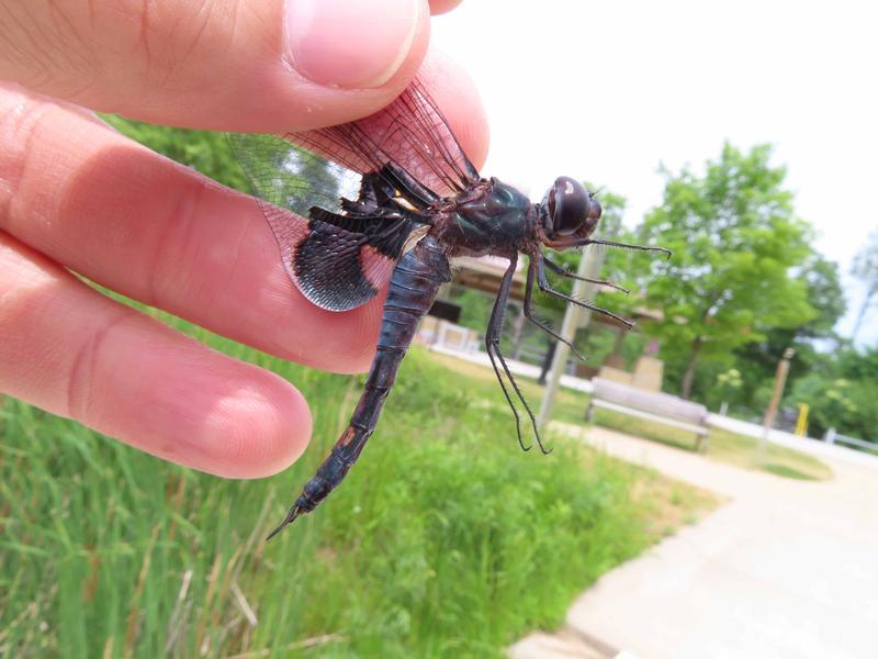 Photo of Black Saddlebags