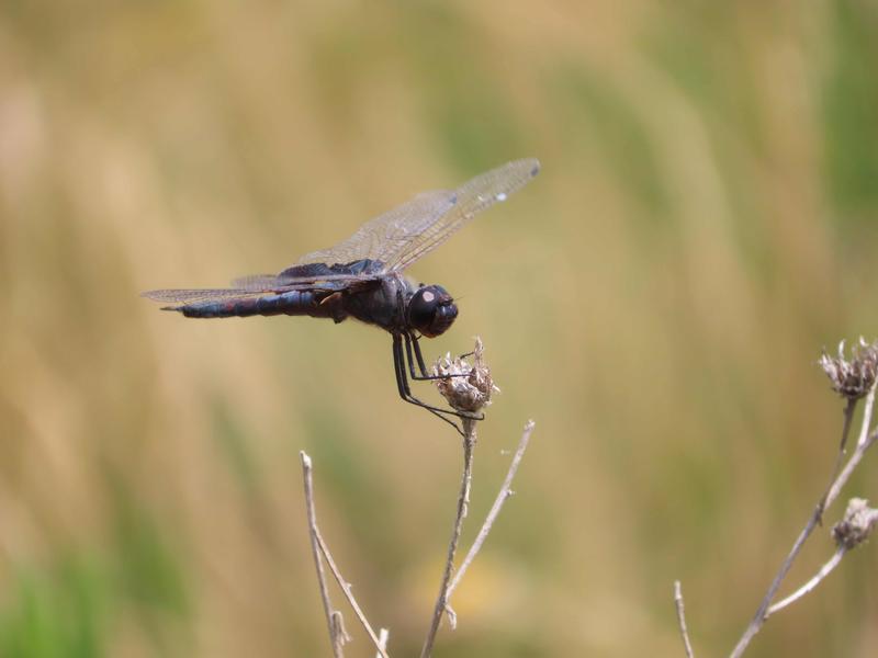 Photo of Black Saddlebags