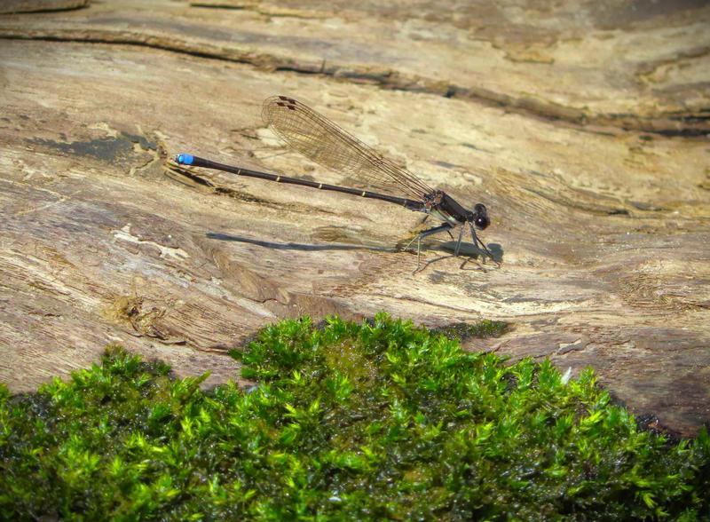 Photo of Blue-tipped Dancer