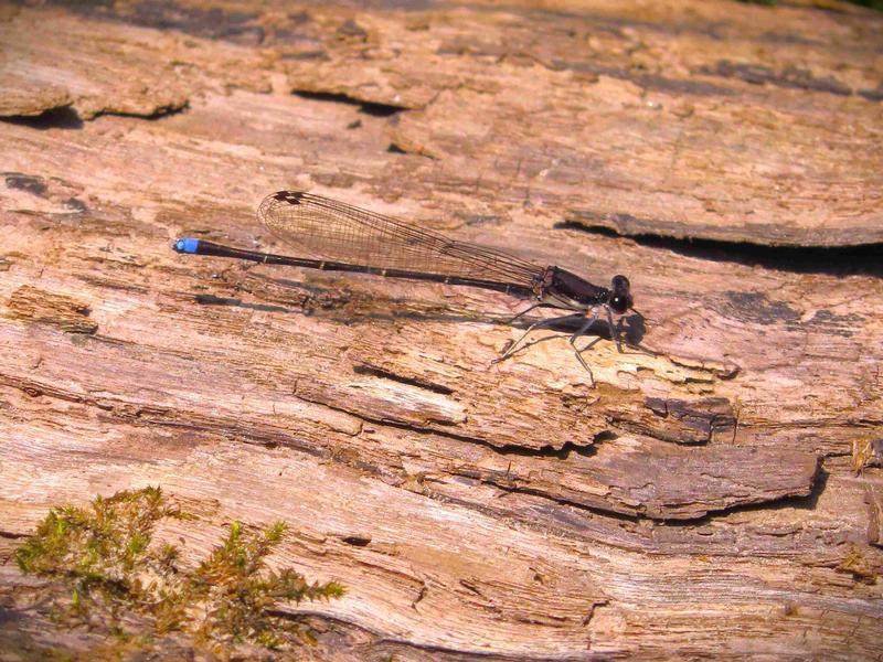 Photo of Blue-tipped Dancer