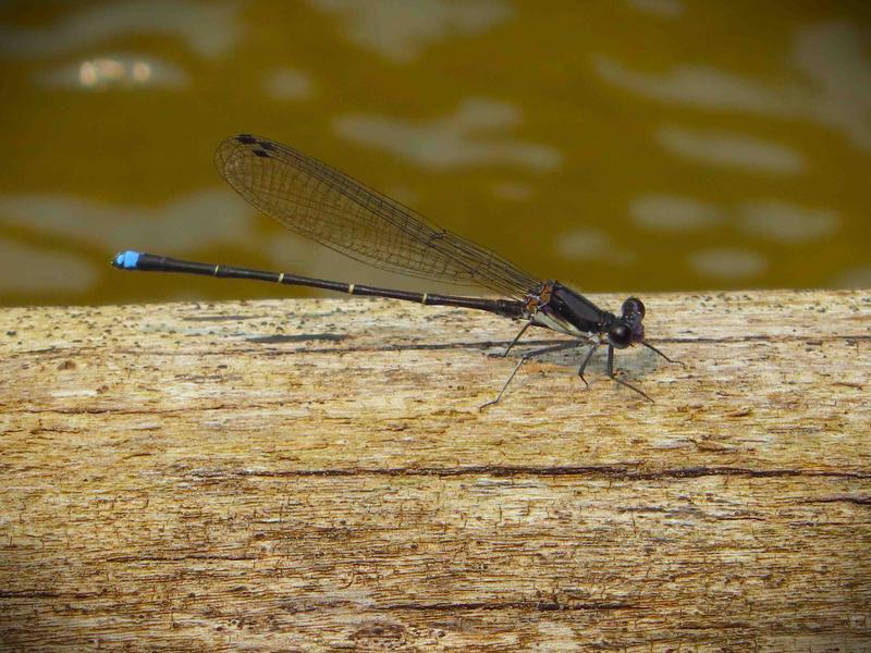 Photo of Blue-tipped Dancer