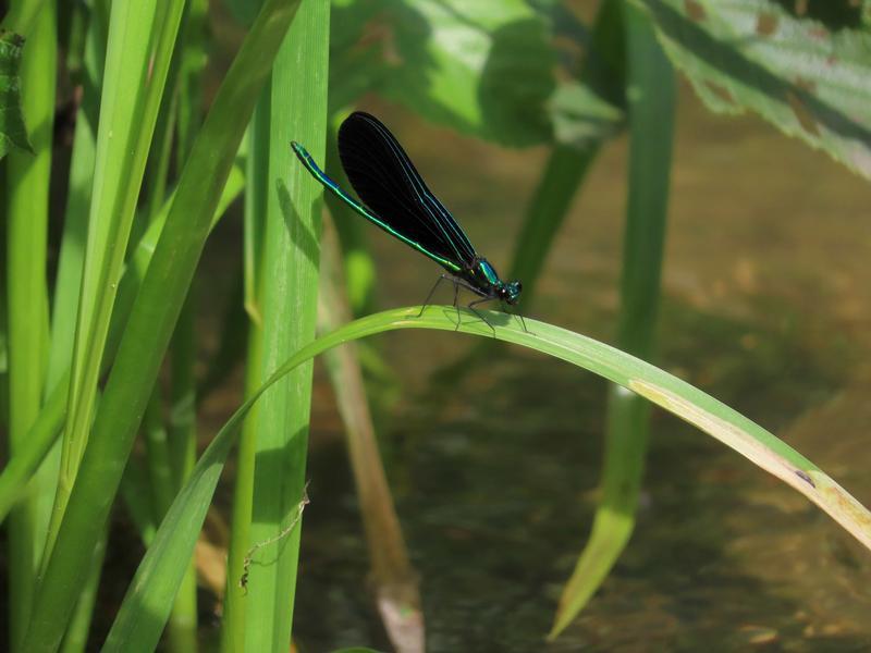 Photo of Ebony Jewelwing