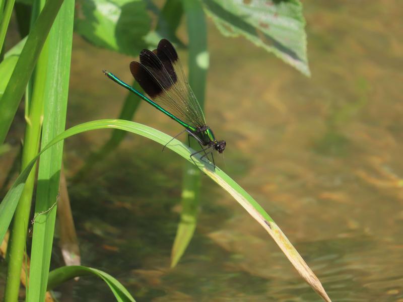 Photo of River Jewelwing