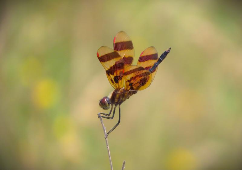 Photo of Halloween Pennant