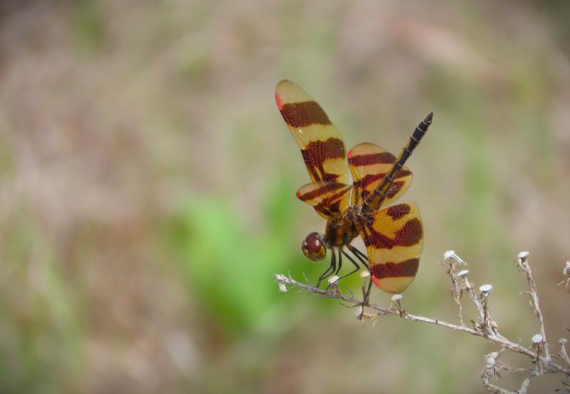 Photo of Halloween Pennant