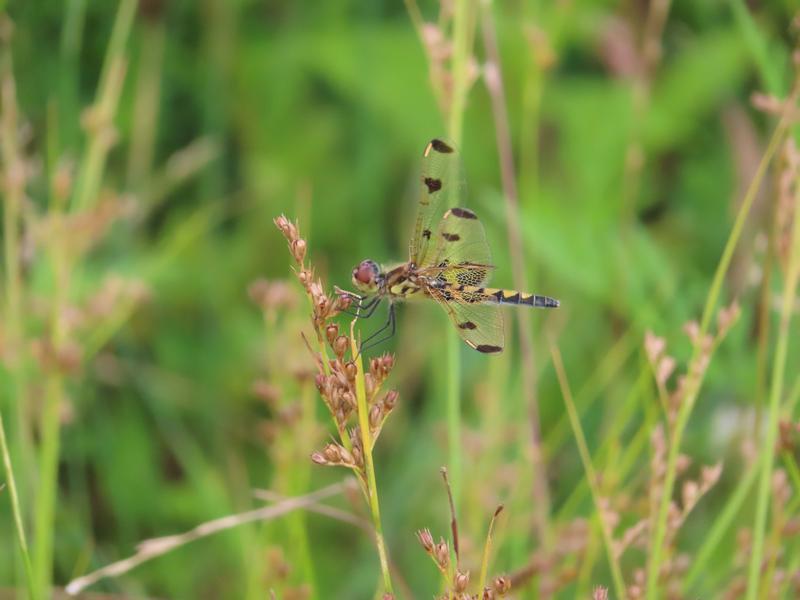 Photo of Calico Pennant