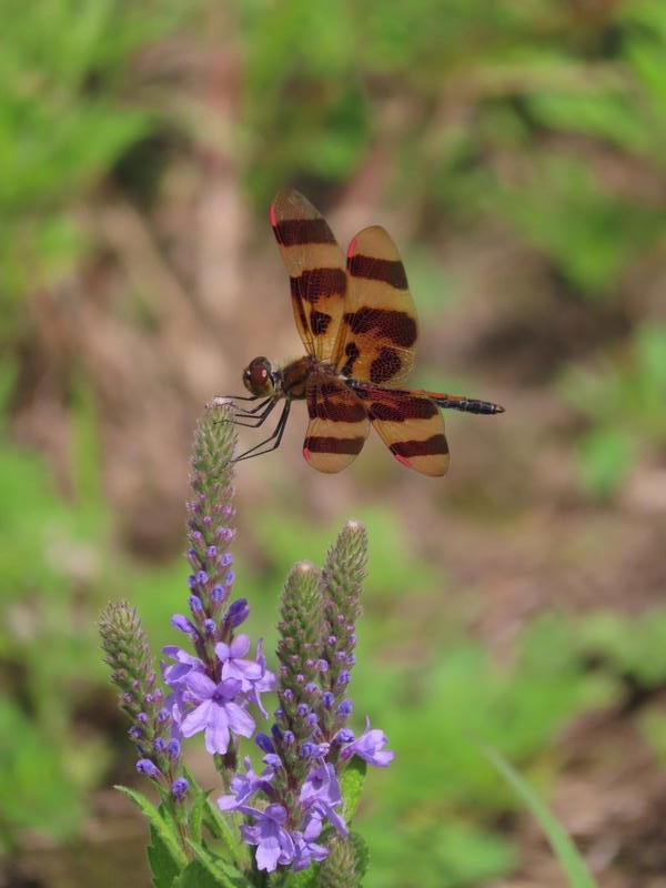 Photo of Halloween Pennant