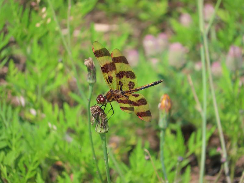 Photo of Halloween Pennant