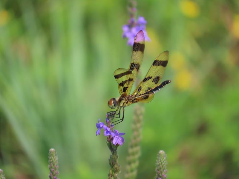 Photo of Halloween Pennant