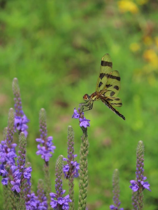 Photo of Halloween Pennant