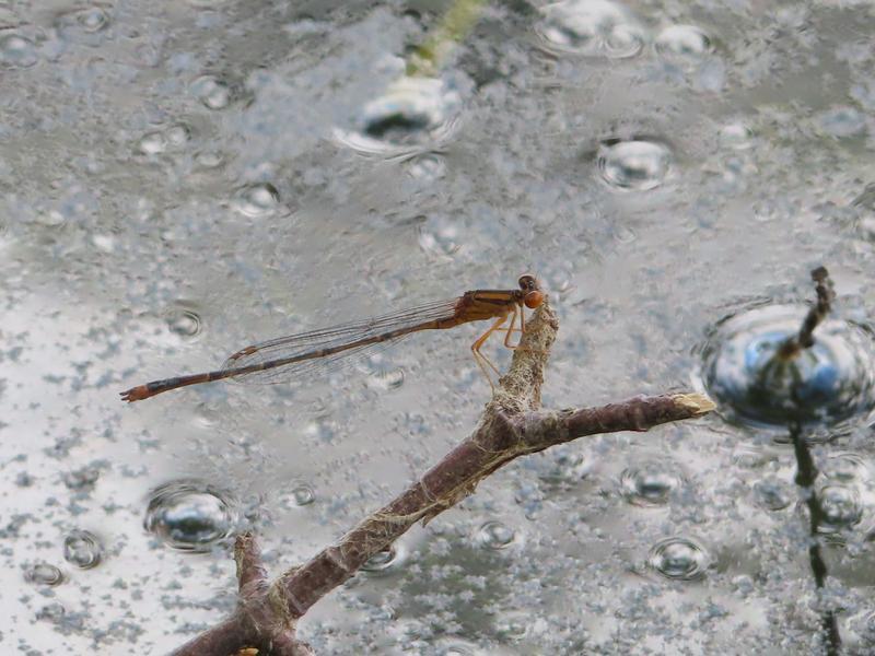 Photo of Orange Bluet