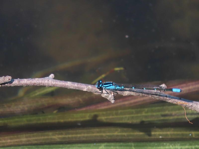 Photo of Skimming Bluet