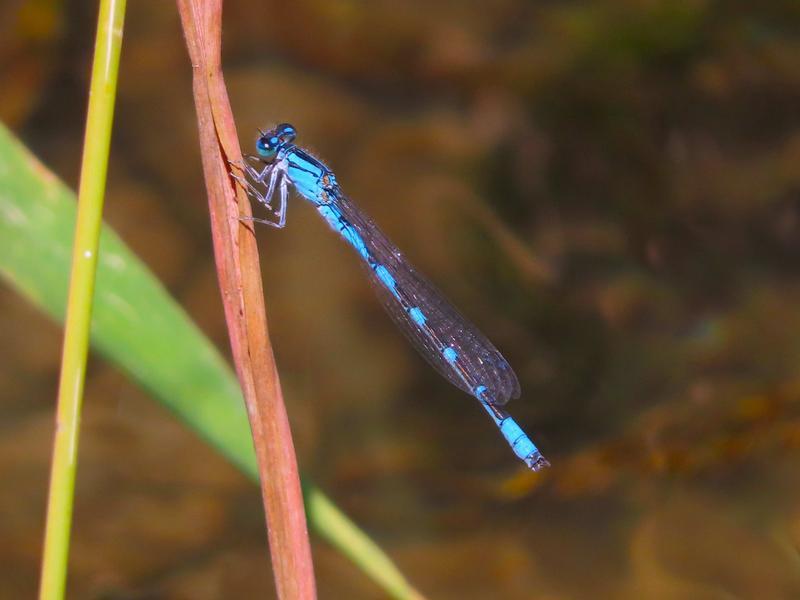 Photo of River Bluet