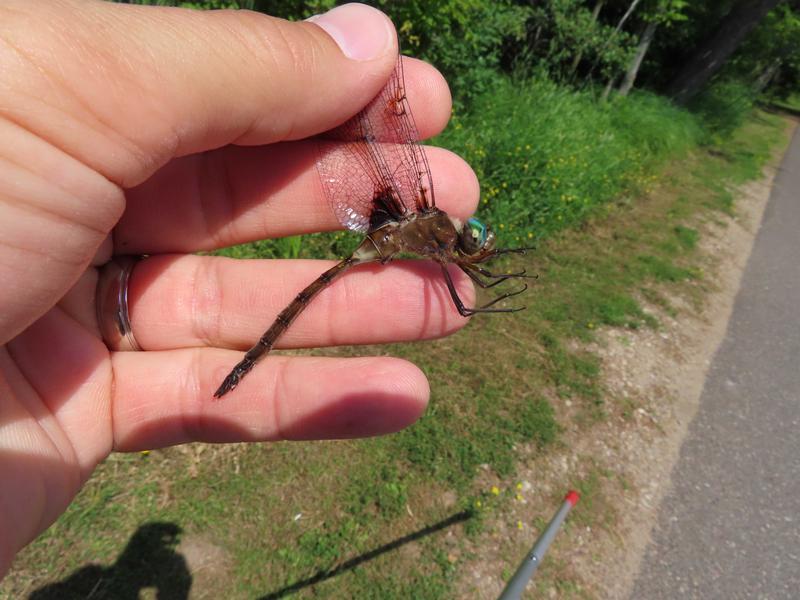 Photo of Prince Baskettail