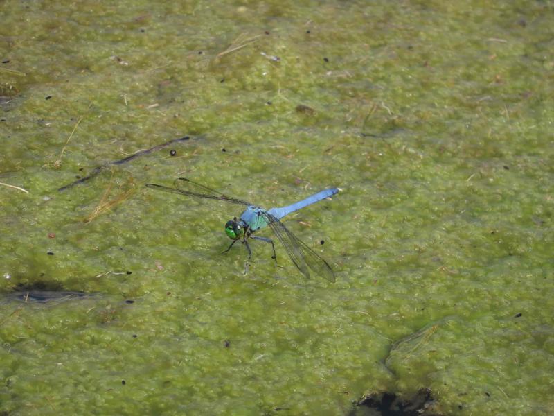 Photo of Eastern Pondhawk