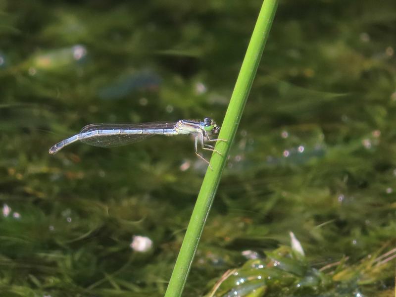 Photo of Eastern Forktail