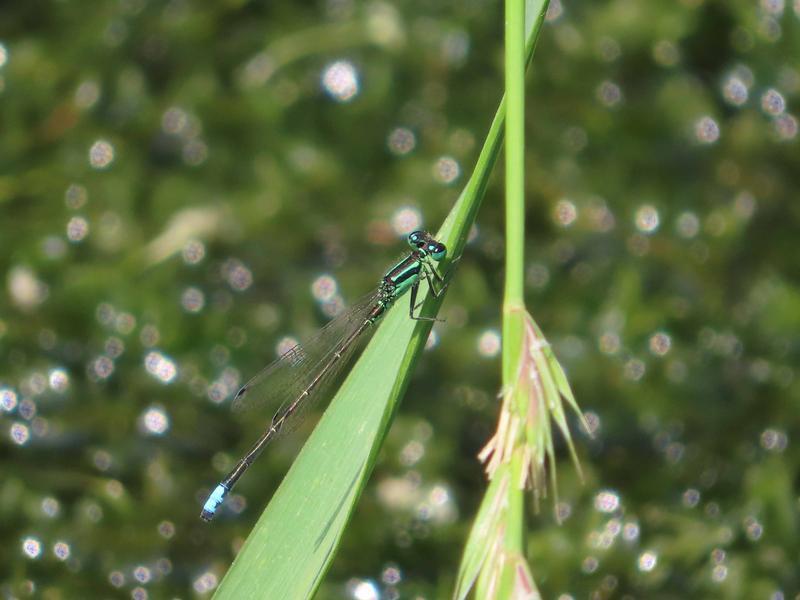 Photo of Eastern Forktail