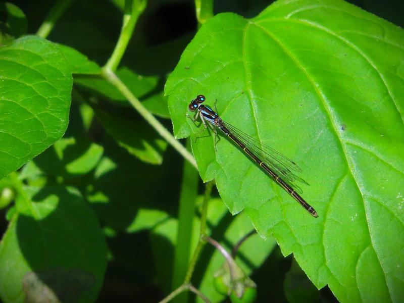 Photo of Fragile Forktail