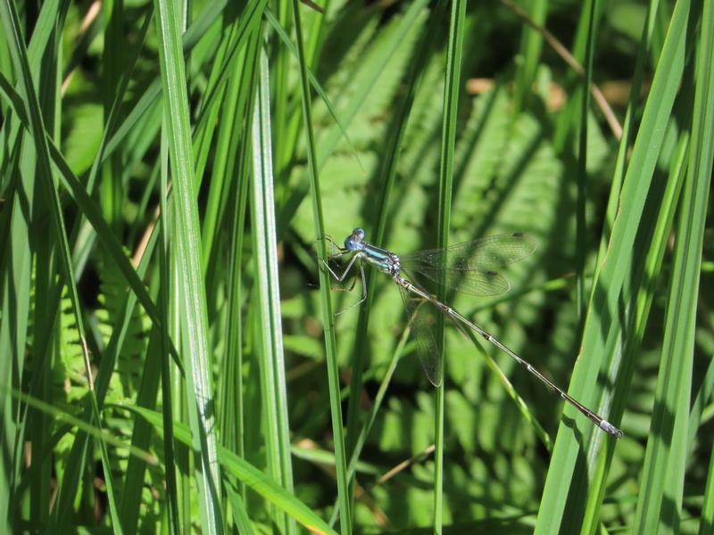 Photo of Slender Spreadwing