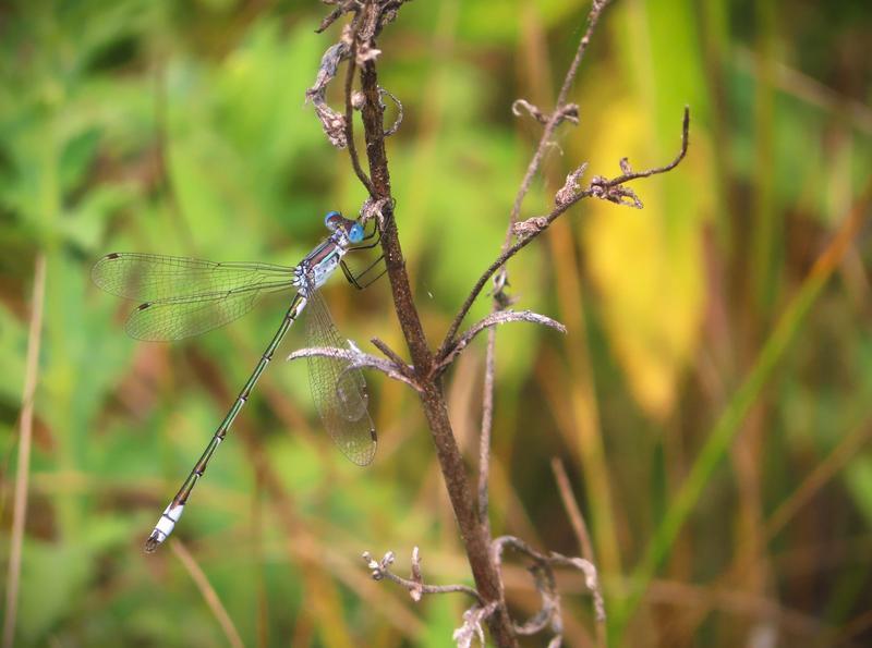 Photo of Lyre-tipped Spreadwing