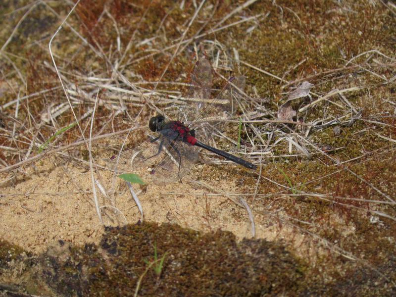 Photo of Crimson-ringed Whiteface