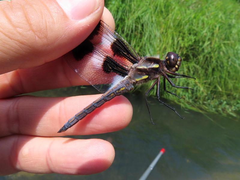 Photo of Twelve-spotted Skimmer