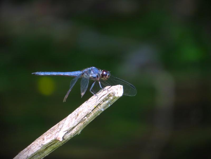 Photo of Slaty Skimmer