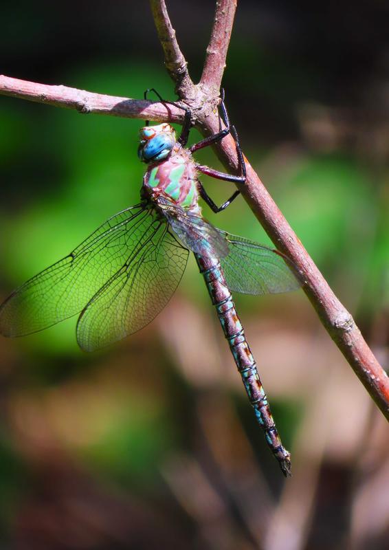 Photo of Cyrano Darner