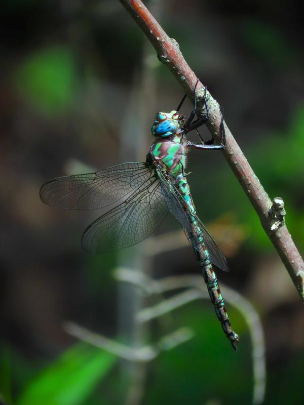 Photo of Cyrano Darner