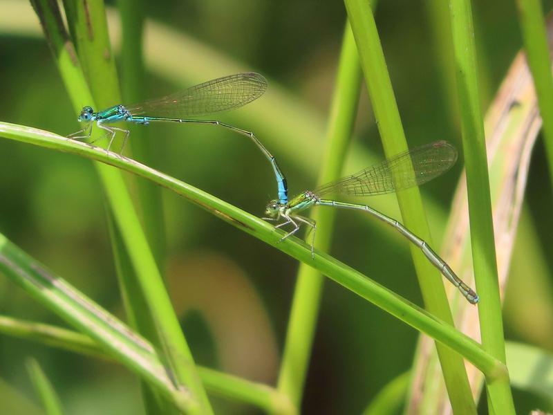 Photo of Sedge Sprite