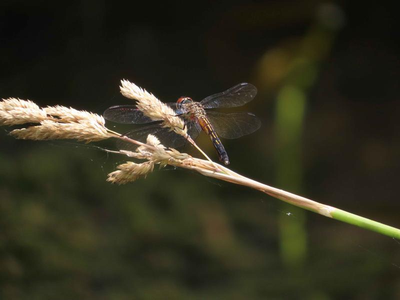 Photo of Blue Dasher