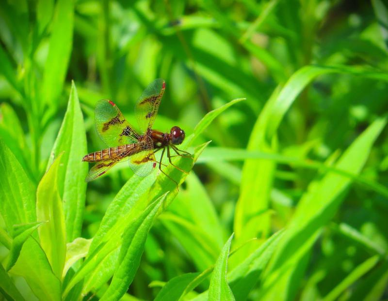 Photo of Eastern Amberwing